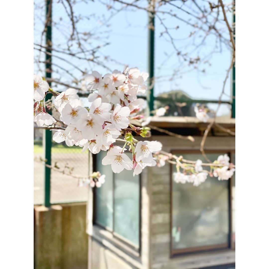 吉野史桜さんのインスタグラム写真 - (吉野史桜Instagram)「少しずつ咲き始めてる☺️🌸 今日は暖かいなぁ🌸🌸 #さくら #桜 #春」3月21日 13時37分 - shionyoshino