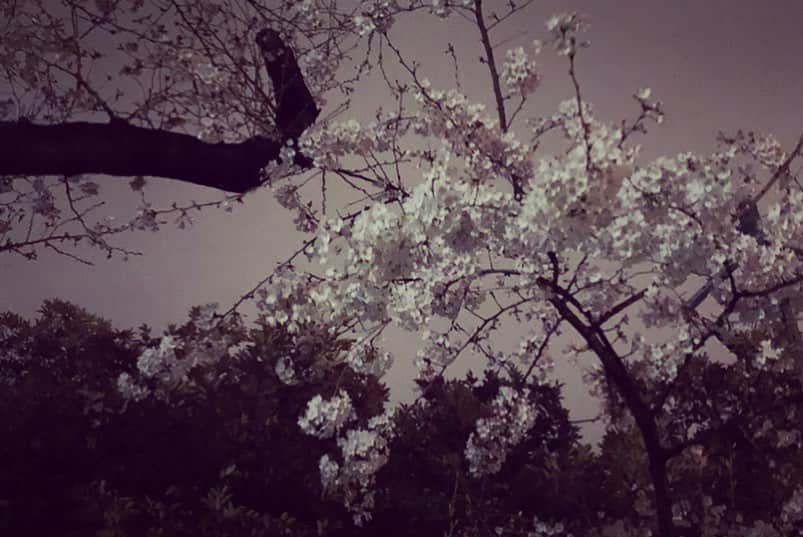 末永百合恵さんのインスタグラム写真 - (末永百合恵Instagram)「この間までは雪だったのに、もう桜。  季節はまた巡るね。 『ブルージー』沁みる夜。  好きな曲だなあ。  1. phot by @nori_sato_ ⭐︎ #ブルージー#awesomecityclub#acc#沁みる夜#mv#好き#東京#夜#昼#桜#夜桜#music#tokyo#cherryblossom#spring#comingsoon」3月21日 13時43分 - yurie__suenaga