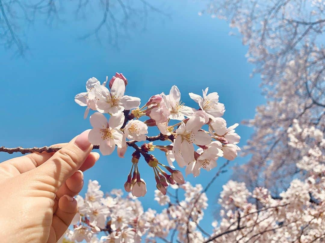 夏江紘実さんのインスタグラム写真 - (夏江紘実Instagram)「・ 歩いてたら桜咲いてたよ😊🌸 ・ ・ ・ ・ #photography #photo #instagram #instapic #picstagram #ootd #picture #instaphoto #さくら #桜」3月21日 14時18分 - kaehiromi