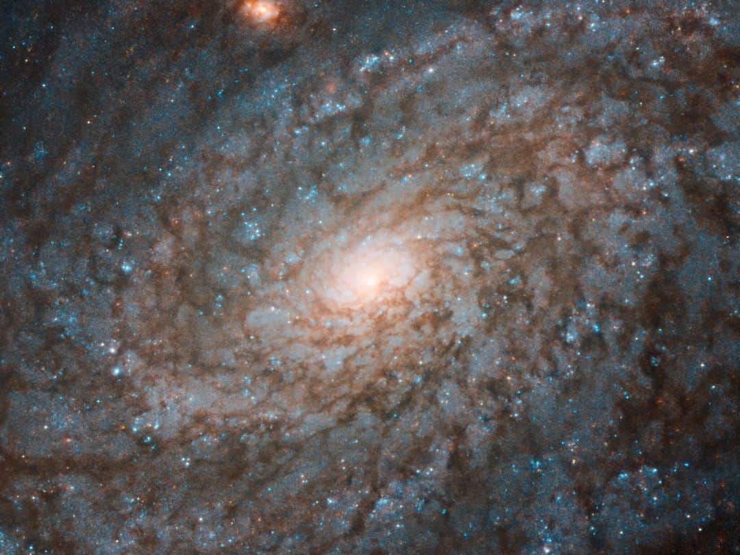 NASAさんのインスタグラム写真 - (NASAInstagram)「🧐 Your eyes aren't blurry — this galaxy does give off a fluffy appearance. 👀 But its galactic bulge is the reason why scientists are much more interested in galaxy NGC 4237.  This image taken by the NASA/ESA Hubble Space Telescope shows the galaxy NGC 4237. Located about 60 million light-years from Earth in the constellation of Coma Berenices (Berenice's Hair), NGC 4237 is classified as a flocculent spiral galaxy. This means that its spiral arms are not clearly distinguishable from each other, as in “grand design” spiral galaxies, but are instead patchy and discontinuous. This gives the galaxy a fluffy appearance, somewhat resembling fluffed cotton.  Astronomers studying NGC 4237 were actually more interested in its galactic bulge — its bright central region. By learning more about these bulges, we can explore how spiral galaxies have evolved, and study the growth of the supermassive black holes that lurk at the centers of most spirals. There are indications that the mass of the black hole at the center of a galaxy is related to the mass of its bulge.  However, this connection is still uncertain, and why these two components should be so strongly correlated is still a mystery — one that astronomers hope to solve by studying galaxies in the nearby universe, such as NGC 4237.  Credit: ESA/Hubble & NASA, P. Erwin et al. #nasagoddard #space #science #galxy #nasa」3月21日 6時22分 - nasagoddard