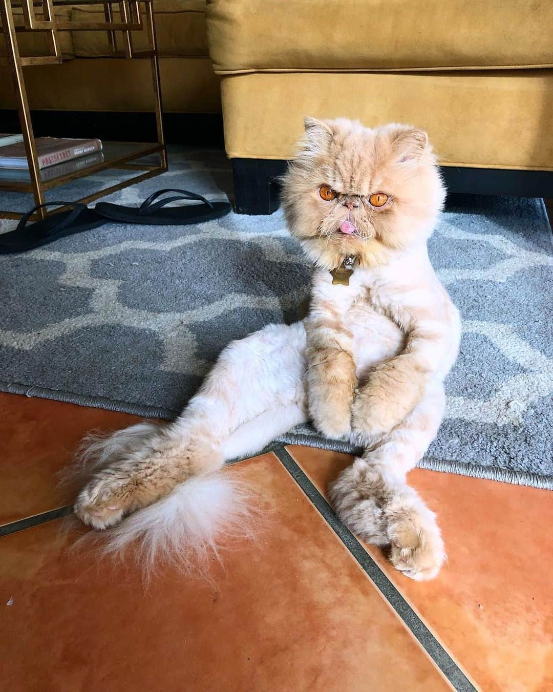 Instagramさんのインスタグラム写真 - (InstagramInstagram)「We're sitting pretty for #WeeklyFluff with Winston (@winstonsmushface) a Peke-faced Persian cat with major attitude and a cute 👅to boot.⁣ ⁣ Photo by @winstonsmushface」3月21日 6時55分 - instagram