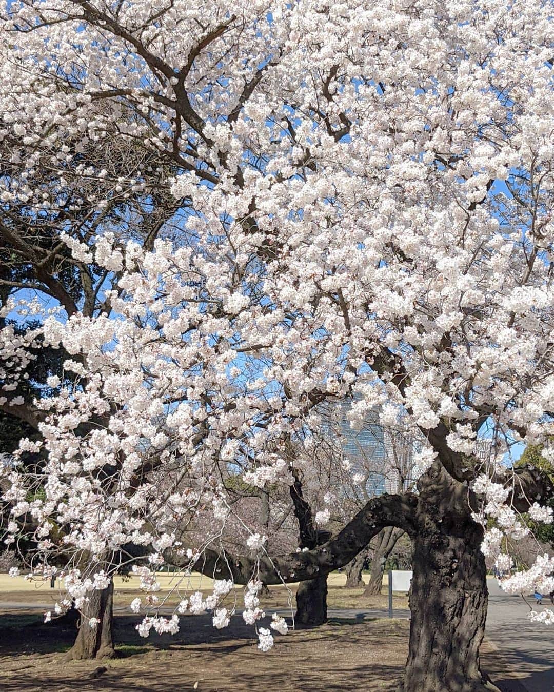 masayaさんのインスタグラム写真 - (masayaInstagram)「White cherry blossoms ShinjukuGyoen Tokyo yesterday 大島桜かエドヒガン桜か、、 #pixelで撮影 #teampixel #googleのスマホ」3月21日 6時55分 - moonlightice