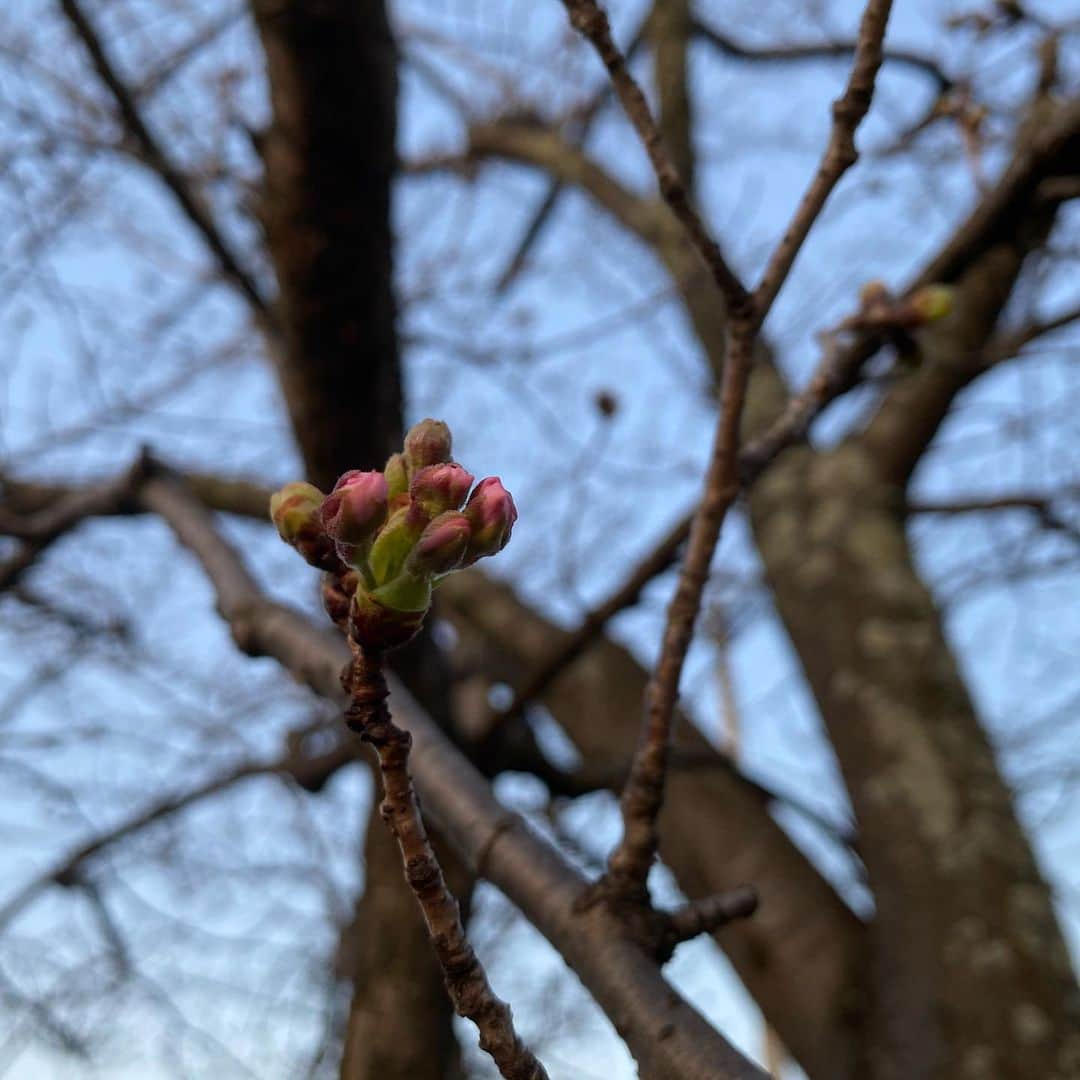 栗田善太郎のインスタグラム：「桜🌸まだまだな朝散歩でした。」