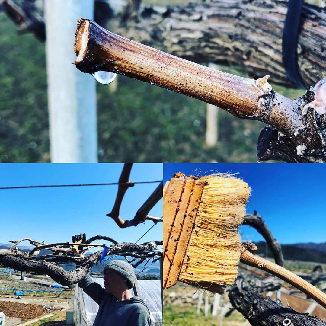 ツチと実のインスタグラム：「おはようございます🌞 🍇ツチと実です! 本日も良いお天気です。  3月もそろそろ終わり、本格的な春が近づいてきましたね。🌸 ツチと実のある牧丘でもポカポカと暖かな日が多くなって、ぶどうの木も水を吸い上げ始め、目覚めの季節に近づいてきました。  突然、かざはなと呼ばれる春の吹雪が吹いたりもしますが・・・ そんな中、ぶどう畑では病気予防の作業を行っています。 秋に収穫するぶどう、全ての房が完璧になるわけではありません。 傷があったり、病気なってしまったりとB品になってしまうぶどうもあったりします。  ですが、出来るだけ一級品のぶどうになるよう、 今の時期でないと出来ない病気予防の薬をぶどうの枝に塗る事で対策し、 皆さんに最高のぶどうを食べてもらうよう、頑張っています! 「美味しい」と言ってもらえることが私たち生産者にとって、最高の励みになります。 ツチと実のぶどうを多くの方に食べてもらえる様、栽培に力を入れてまいります。  #ツチと実 #ぶどう狩り #ぶどう栽培 #病気対策 #春の陽気 #勝沼 #山梨」