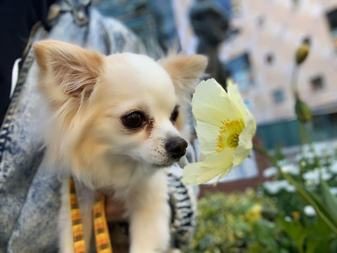 若月雅のインスタグラム：「昨日のお散歩記録🐶❤️ 暖かいからわんこ達もご機嫌！ 最後は風に靡くシエルと、頭から花咲いたコロン。笑 . #dogstagram #お散歩 #kobe #ハーバーランド #spring #chihuahua」