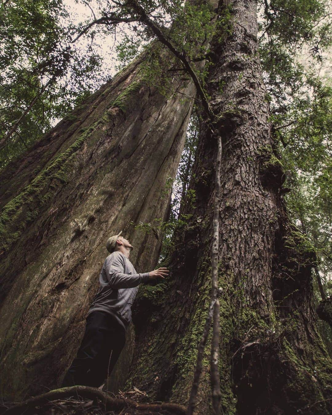 デビッド・ポーコックさんのインスタグラム写真 - (デビッド・ポーコックInstagram)「It's International Forest Day today. Worth pausing our scrolling and taking a few deep breaths and thinking about the trees that provide the air we breathe. What a gift. So much to be grateful for on this incredible planet. There may be lots of talk of social distancing, but that doesn't mean distancing yourself from Nature. . Go hug a tree today, @treehuggersocialclub is always open to new members ☺️ . Felt fitting to post about one of Australia's national treasures - takayna/the Tarkine in Tasmania. The largest temperate rainforest in the southern hemisphere. A truly awesome place whose history dates back millions of years, with tens of thousands of years of Aboriginal history. And sadly we're logging its ancient trees to turn them into wood chips 😢 There has to be a better way; surely a thousand year old tree is worth more alive? We're only going to change things when we start using our imaginations to build the future we want. What do you want the future to look like?」3月21日 8時54分 - davidpocock