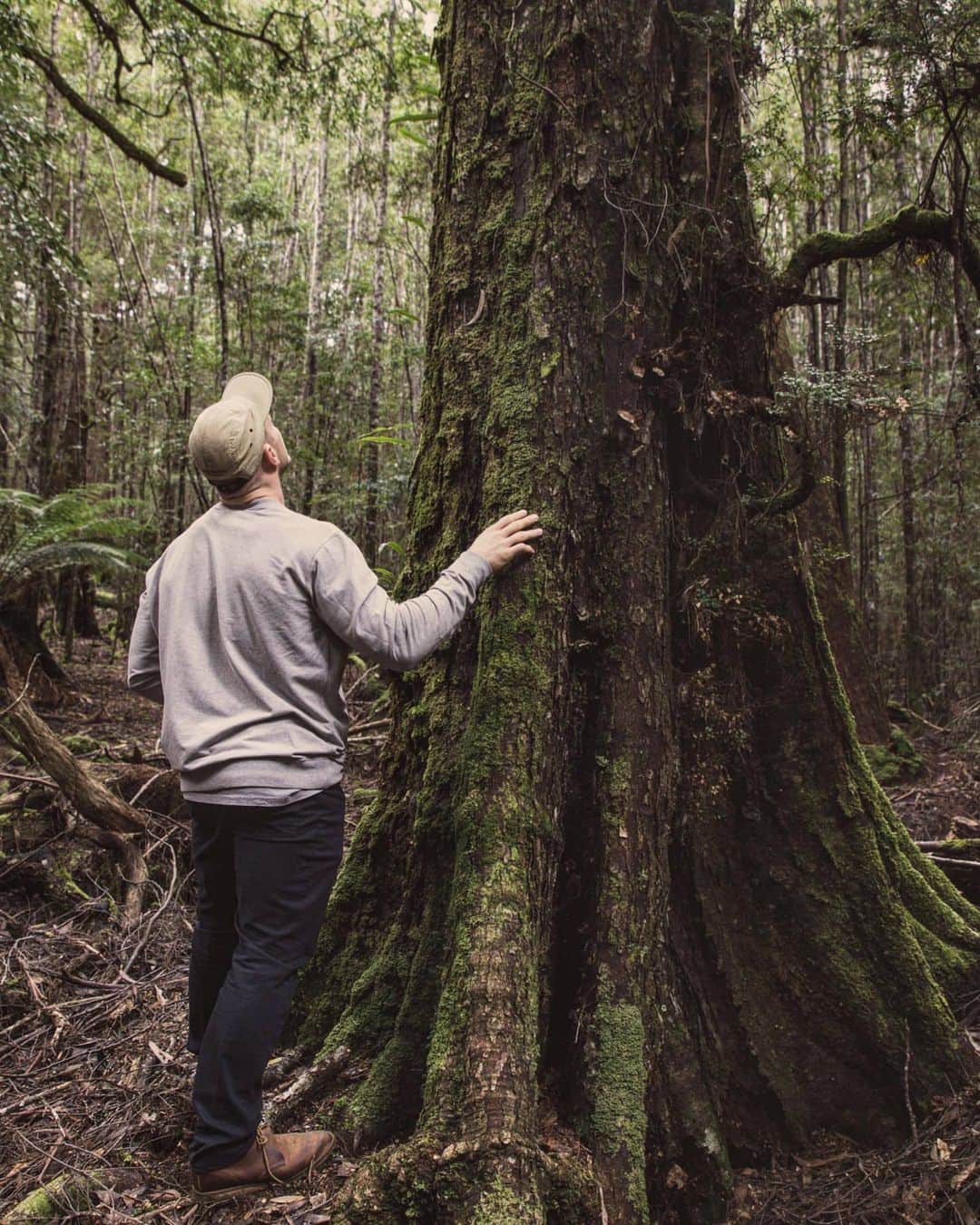 デビッド・ポーコックさんのインスタグラム写真 - (デビッド・ポーコックInstagram)「It's International Forest Day today. Worth pausing our scrolling and taking a few deep breaths and thinking about the trees that provide the air we breathe. What a gift. So much to be grateful for on this incredible planet. There may be lots of talk of social distancing, but that doesn't mean distancing yourself from Nature. . Go hug a tree today, @treehuggersocialclub is always open to new members ☺️ . Felt fitting to post about one of Australia's national treasures - takayna/the Tarkine in Tasmania. The largest temperate rainforest in the southern hemisphere. A truly awesome place whose history dates back millions of years, with tens of thousands of years of Aboriginal history. And sadly we're logging its ancient trees to turn them into wood chips 😢 There has to be a better way; surely a thousand year old tree is worth more alive? We're only going to change things when we start using our imaginations to build the future we want. What do you want the future to look like?」3月21日 8時54分 - davidpocock