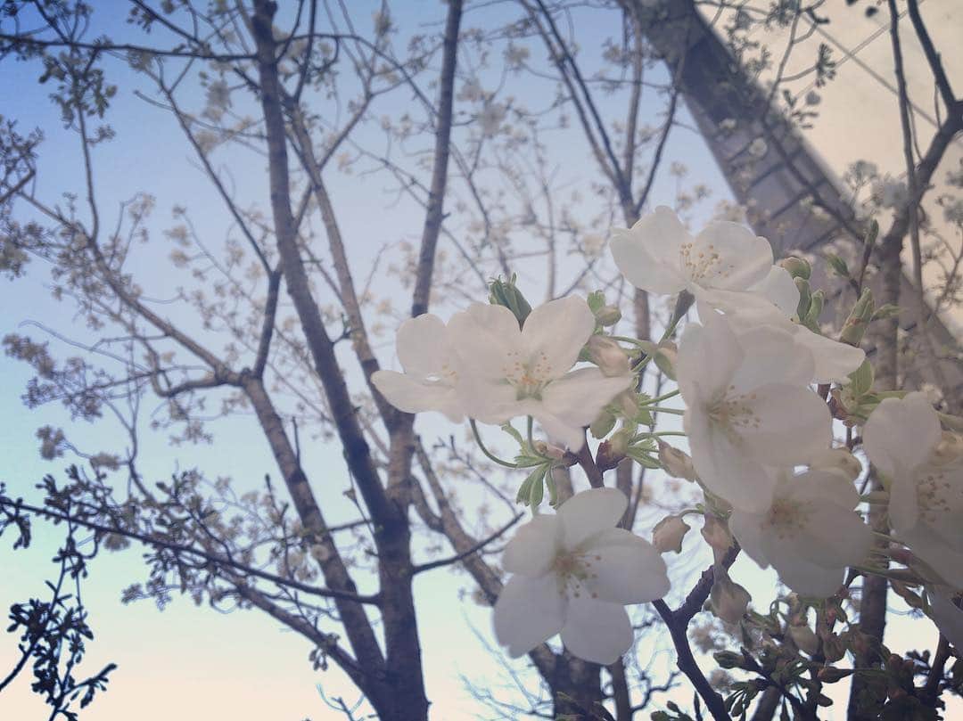 杜このみのインスタグラム：「ラジオ収録の帰り 咲き始めた桜を発見！🌸 綺麗だなぁ…！ 昨夜ついに、春夏服に衣替えして、 クローゼットも明るい色になりました💓」