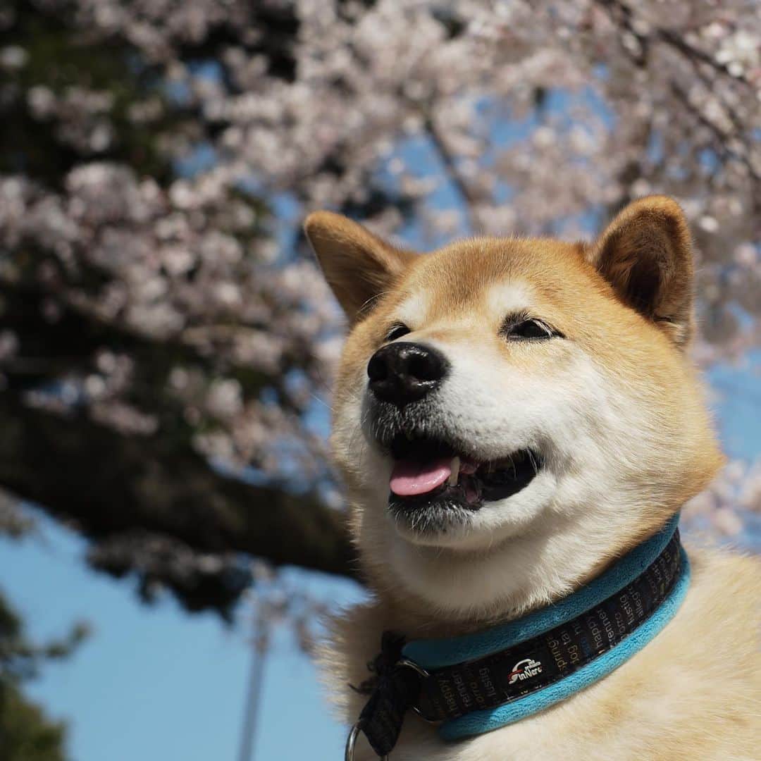 まる（まるたろう）さんのインスタグラム写真 - (まる（まるたろう）Instagram)「season in which cherries start blooming✨🌸🐶🌸✨上野公園の桜はまだ満開じゃないけどいい感じよ〜！ #満開予想は来週末くらいかも #天気がいい日に散歩においで #サクラパトロール」3月21日 9時33分 - marutaro