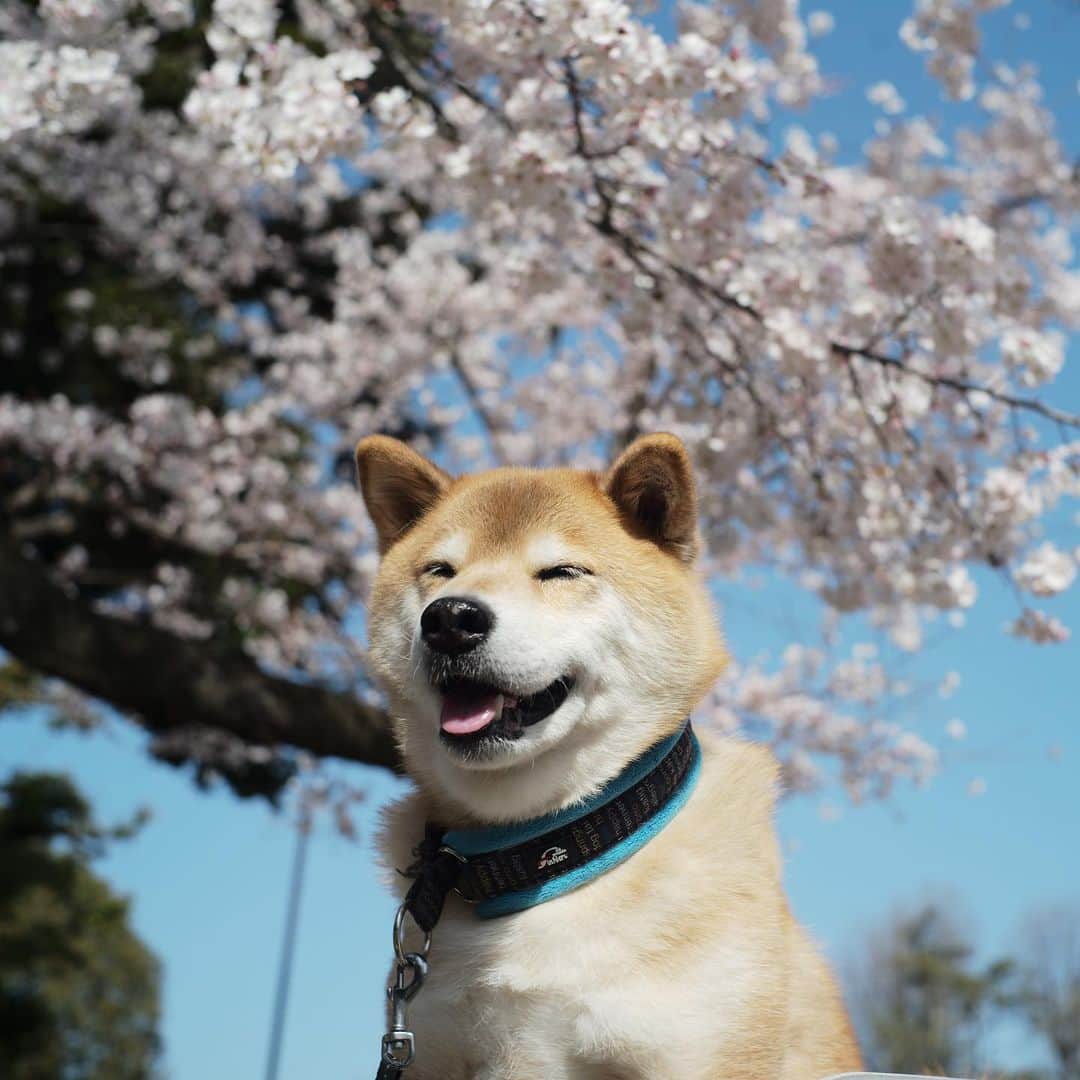まる（まるたろう）さんのインスタグラム写真 - (まる（まるたろう）Instagram)「season in which cherries start blooming✨🌸🐶🌸✨上野公園の桜はまだ満開じゃないけどいい感じよ〜！ #満開予想は来週末くらいかも #天気がいい日に散歩においで #サクラパトロール」3月21日 9時33分 - marutaro