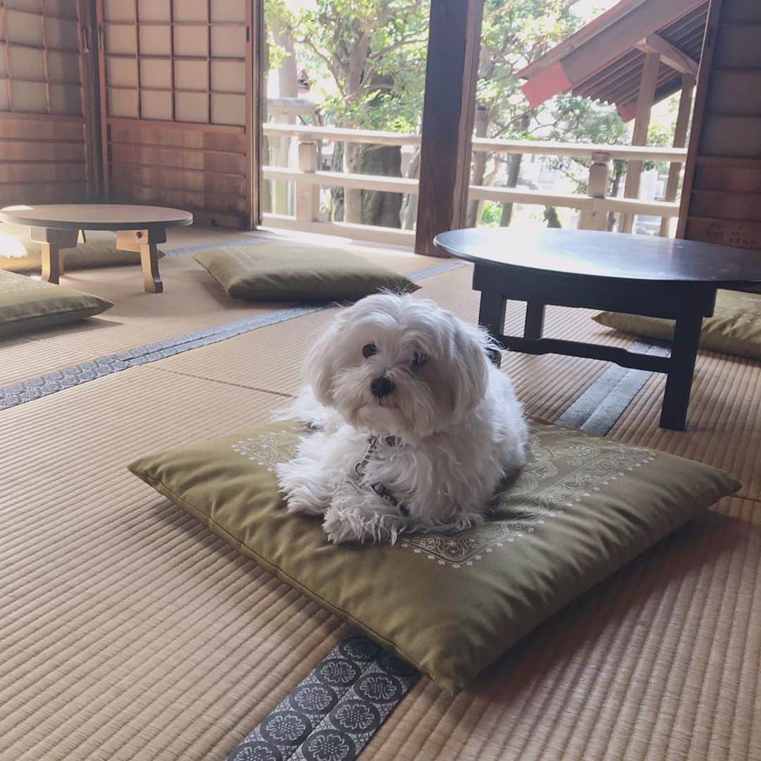 森泉さんのインスタグラム写真 - (森泉Instagram)「Zen Dog🐶」3月21日 9時51分 - izumi.mori
