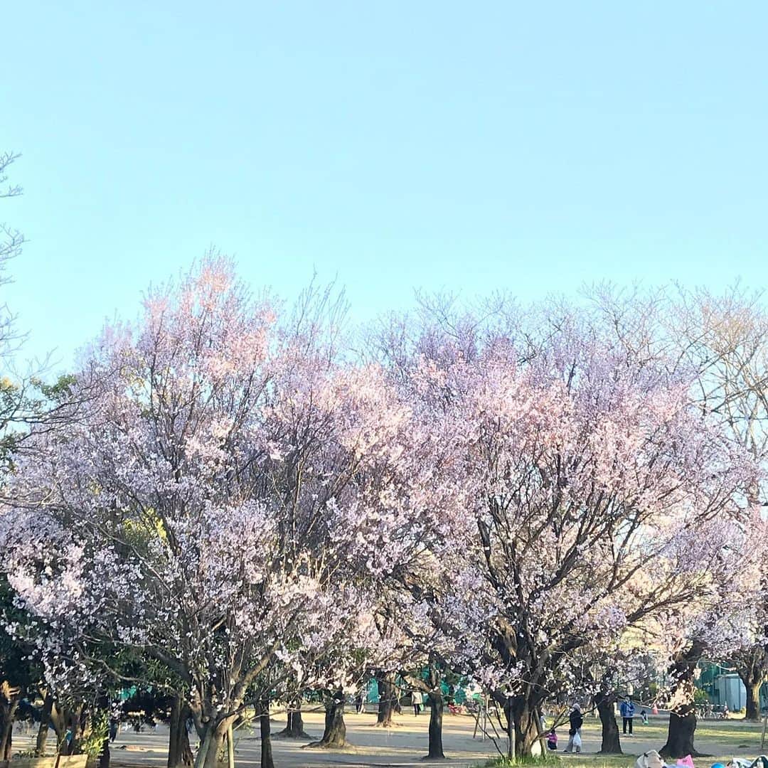 潮田玲子さんのインスタグラム写真 - (潮田玲子Instagram)「桜満開〜🌸 晴れてたらほぼ毎日公園！ チビ達は楽しそう😍☝️ さて、今日も何しよーね〜😅💦 #桜満開 #お天気良いし #今日も公園かな」3月21日 9時57分 - reikoshiota_official
