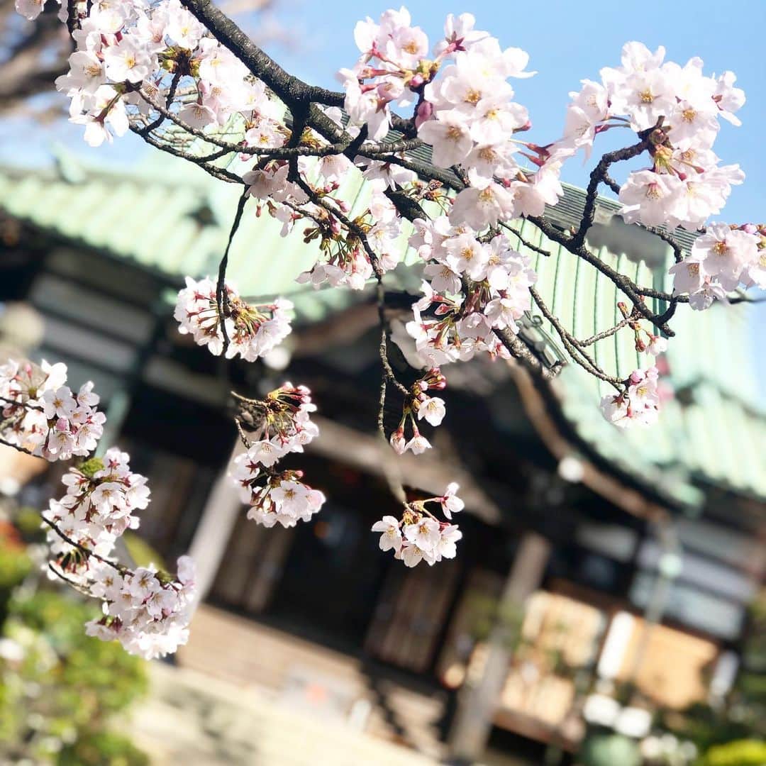 清水あすかさんのインスタグラム写真 - (清水あすかInstagram)「#お墓参り  #桜 #春 #spring  #asukahimeflower  #flowers」3月21日 10時22分 - asukahime1015