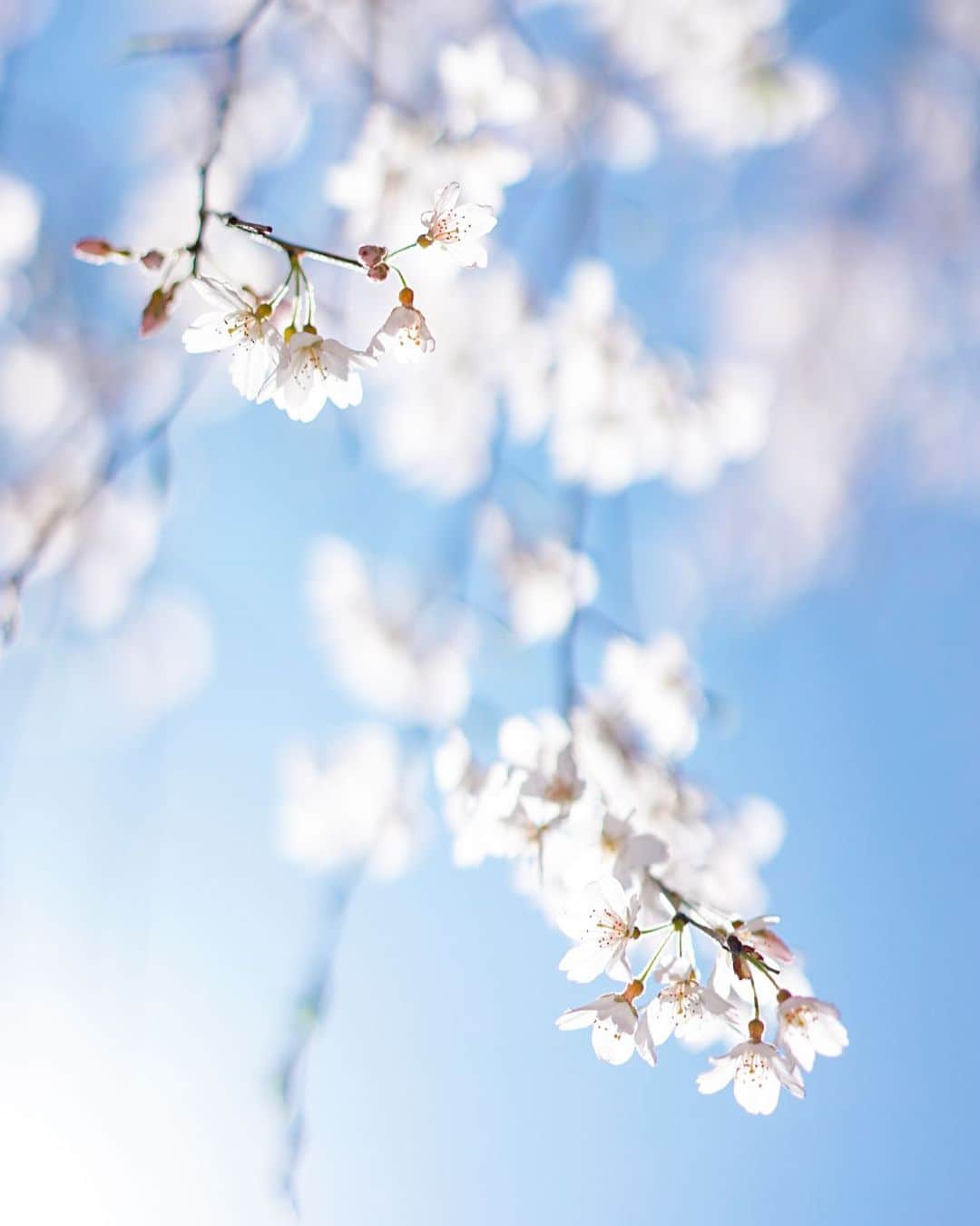 藤田可菜のインスタグラム：「#2020春 桜の時期は花びらが散り終わるまで 毎日追い続ける🌸 本日も桜散歩に お付き合い頂きます👩🏻👶🏻 #しだれ桜」