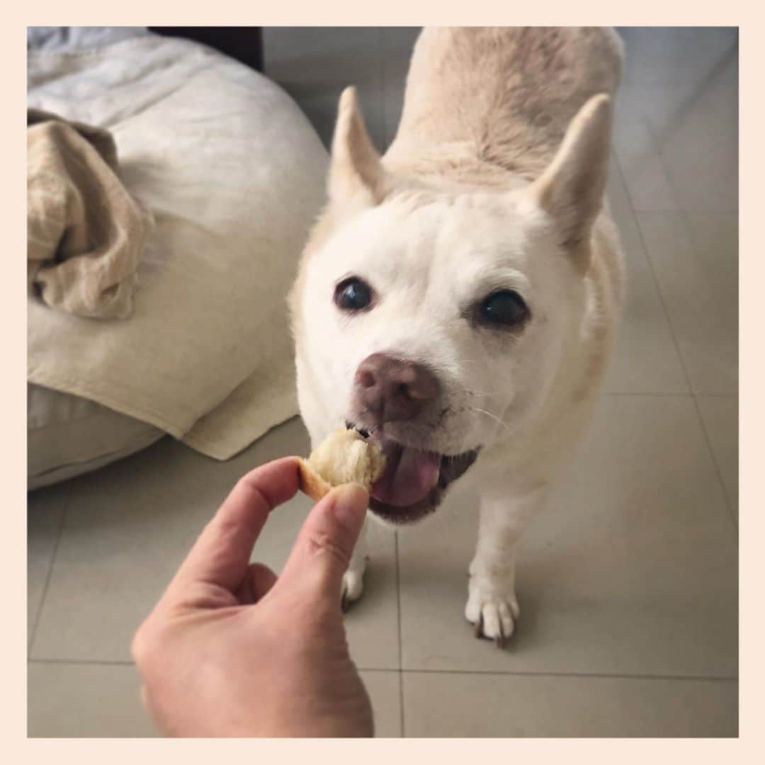 パンといっぴきのインスタグラム：「🍞❤️ #元保護犬 #雑種犬 #crossbreed #mixdog」