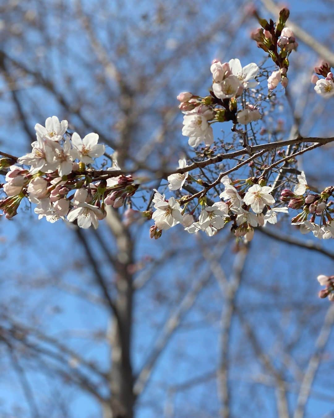 軍地彩弓さんのインスタグラム写真 - (軍地彩弓Instagram)「桜咲きました🌸 実家の近くの、子供の頃遊んだ公園にて。」3月21日 11時49分 - sayumi7