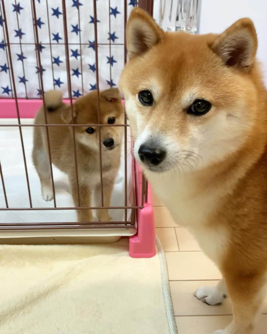 豆柴 サニーちゃんさんのインスタグラム写真 - (豆柴 サニーちゃんInstagram)「. . HELLO〜こんにちわんわん🐻🐶🎶 . 今日は3月21日🌞さにぃの日🌞 勝手に、サニーちゃんの日〜🐻🎶 . 今日は開催日(@sunny_hotdog )だったけど みんなに会えなくてざんねん…😭 . 懐かしの写真を載せてみるよ✨ . おチビちゃんが我が家に来て2日目 たれ耳ラムちゃん🐶www 今ではすっかり仲良し🎶 サニーちゃん、お世話ありがとう💓 . ラムちゃん成長したよね〜当たり前だけど😆 サニちゃんは、全然変わらないね🥰 うん、かわいい〜💓 . . #321 #サニーの日 #サニーちゃんの日 #たれ耳時代 #やんちゃ時代 #おねぇちゃんありがとう #3歳違い #大好きが止まらない💓 #さにらむ2ショット . #柴犬#豆柴 #赤柴#豆柴子犬 #まめしば#いぬのきもち#ふわもこ部 #サンデイ#サンデイいぬ組#anicas#shiba_snap #shibainu#shiba#mameshiba#shibastagram #mameshibapuppy#shibapuppy #豆柴サニーちゃん#豆柴ラムちゃん#さにらむたん #さにらむ2020」3月21日 12時23分 - sunny_rei_32