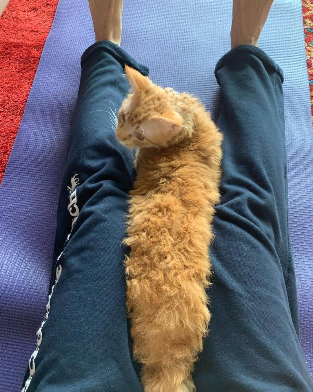 住吉美紀さんのインスタグラム写真 - (住吉美紀Instagram)「週末の朝。 一緒にヨガ。  #ネコ #cat #catsofinstagram #yoga ヨガ #家ヨガ」3月21日 12時40分 - miki_sumiyoshi