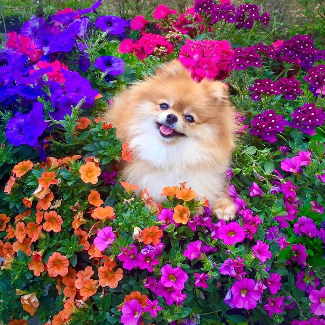 Monique&Gingerのインスタグラム：「Happy 1st Day of Spring🌼🌸🌺A beautiful reminder that one day soon the flowers will bloom🌷the birds will sing🐦and the sun will shine☀️and hopefully the world will be a kinder gentler happier place🌏😄」