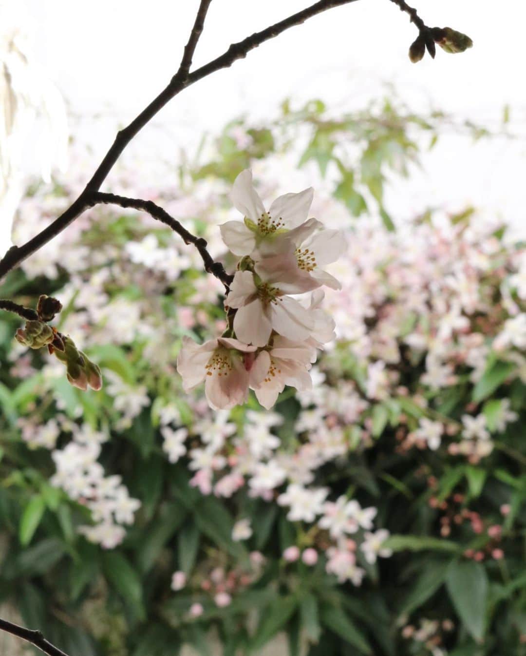 masakiさんのインスタグラム写真 - (masakiInstagram)「Sat.21 Mar.2020 はれ なんて気持ちいい天気なんだべ 桜もクレマチスも満開だ♡  今日も焼き立て桜あんぱん、お店に届いただよ。 あんぱん食べながらお花見いいべなー♡ 桜のブーケも用意してるだよー」3月21日 12時43分 - mogurapicassowols