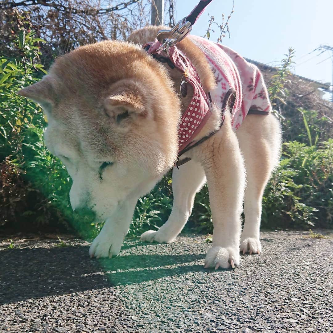 柴子さんのインスタグラム写真 - (柴子Instagram)「こんにちは。 今日は暖かくお散歩日和。 柴子(仮名)さんも、歩きながら( ˘ω˘)ｽﾔｧ #柴犬　#shibainu #shibastagram」3月21日 12時45分 - senogawadogs