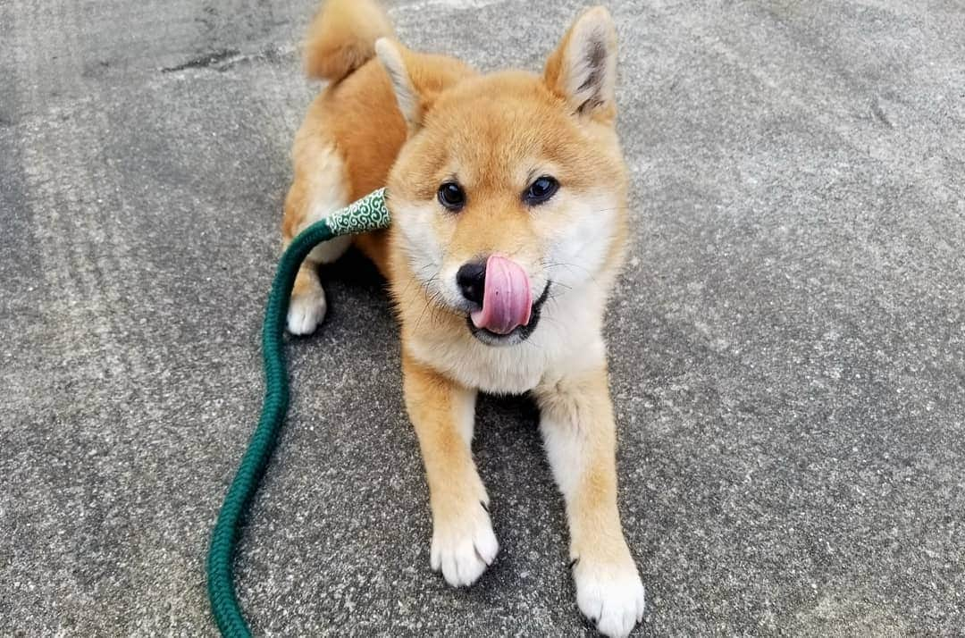 柴犬たま Shibainu Tamaさんのインスタグラム写真 - (柴犬たま Shibainu TamaInstagram)「次男トロ🐶 おしゅし兄弟の中で断トツでハチャメチャ元気🐕💨💨💨ミケママも元気で運動神経いい方だと思ってたけど、群を抜いた勢い💥まさに脂が乗った大トロ‼️活きが良い🐟(笑) * Caption trans🇬🇧 Second son: Toro🐶 He is the most powerful sushi brother🐕💨💨💨 Meekeh is also excellent at motor nerves, but he is more💥 This is exactly the sushi toro (the finest part of tuna)‼️ so fresh🐟(lol) * #たま家族 #柴犬トロ #柴犬動画 #舌ぺろ #たくらみ顔 #悪い顔 #ふわもこ #プリケツ #後頭部フェチ #元気いっぱい #ヤンチャ坊主 #しっぽフリフリ #お座り #柴犬 #shiba #shibainu #shibastagram #犬 #dog #柴犬子犬 #子犬 #shibapuppy #shibainupuppy #puppy」3月21日 12時49分 - tama7653