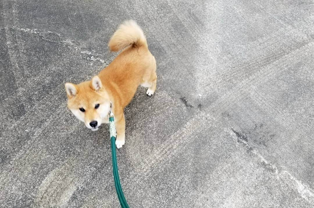 柴犬たま Shibainu Tamaさんのインスタグラム写真 - (柴犬たま Shibainu TamaInstagram)「次男トロ🐶 おしゅし兄弟の中で断トツでハチャメチャ元気🐕💨💨💨ミケママも元気で運動神経いい方だと思ってたけど、群を抜いた勢い💥まさに脂が乗った大トロ‼️活きが良い🐟(笑) * Caption trans🇬🇧 Second son: Toro🐶 He is the most powerful sushi brother🐕💨💨💨 Meekeh is also excellent at motor nerves, but he is more💥 This is exactly the sushi toro (the finest part of tuna)‼️ so fresh🐟(lol) * #たま家族 #柴犬トロ #柴犬動画 #舌ぺろ #たくらみ顔 #悪い顔 #ふわもこ #プリケツ #後頭部フェチ #元気いっぱい #ヤンチャ坊主 #しっぽフリフリ #お座り #柴犬 #shiba #shibainu #shibastagram #犬 #dog #柴犬子犬 #子犬 #shibapuppy #shibainupuppy #puppy」3月21日 12時49分 - tama7653