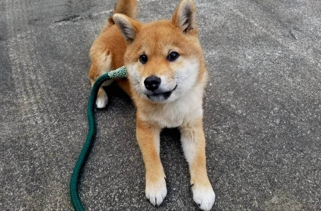 柴犬たま Shibainu Tamaさんのインスタグラム写真 - (柴犬たま Shibainu TamaInstagram)「次男トロ🐶 おしゅし兄弟の中で断トツでハチャメチャ元気🐕💨💨💨ミケママも元気で運動神経いい方だと思ってたけど、群を抜いた勢い💥まさに脂が乗った大トロ‼️活きが良い🐟(笑) * Caption trans🇬🇧 Second son: Toro🐶 He is the most powerful sushi brother🐕💨💨💨 Meekeh is also excellent at motor nerves, but he is more💥 This is exactly the sushi toro (the finest part of tuna)‼️ so fresh🐟(lol) * #たま家族 #柴犬トロ #柴犬動画 #舌ぺろ #たくらみ顔 #悪い顔 #ふわもこ #プリケツ #後頭部フェチ #元気いっぱい #ヤンチャ坊主 #しっぽフリフリ #お座り #柴犬 #shiba #shibainu #shibastagram #犬 #dog #柴犬子犬 #子犬 #shibapuppy #shibainupuppy #puppy」3月21日 12時49分 - tama7653