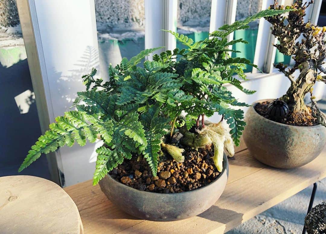 金成公信のインスタグラム：「トキワシノブ。涼しげですね。#トキワシノブ #シノブ #盆栽 #bonsai #bonsaijapan #japanesebonsai #wabisabi #bonsailovers #bonsailife #bonsaitree #bonsaiart #bonsaigram #bonsaiworld #plants #tree #greenlife #greenlifestyle #苔 #moss」