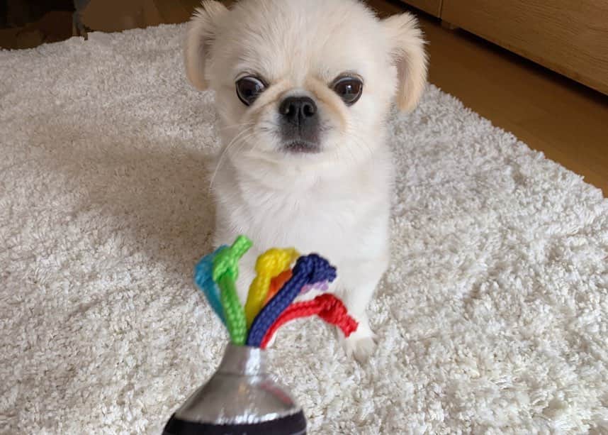 おもちくんさんのインスタグラム写真 - (おもちくんInstagram)「今月のdoggybox👂🏻テーマは🌈OVER THE RAINBOW🌈虹色のブラシと絵の具のおもちゃが入ってたよ〜❕ おやつ🐴馬肉キューブ　🐟ササミのカット　🦴エイスティック 今月もうれしすぎて、太鼓の達人してたよ😂😂😂 #doggybox #ドギボ」3月17日 17時19分 - omochi_kun