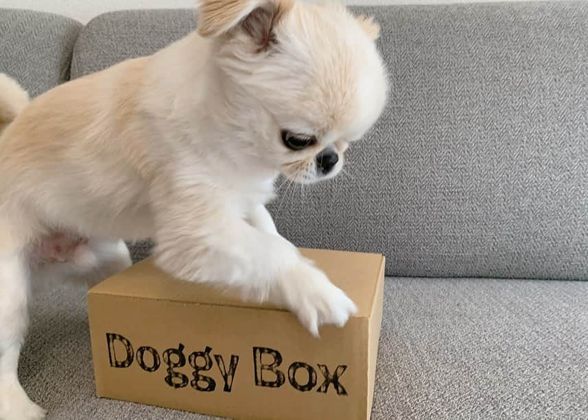 おもちくんさんのインスタグラム写真 - (おもちくんInstagram)「今月のdoggybox👂🏻テーマは🌈OVER THE RAINBOW🌈虹色のブラシと絵の具のおもちゃが入ってたよ〜❕ おやつ🐴馬肉キューブ　🐟ササミのカット　🦴エイスティック 今月もうれしすぎて、太鼓の達人してたよ😂😂😂 #doggybox #ドギボ」3月17日 17時19分 - omochi_kun