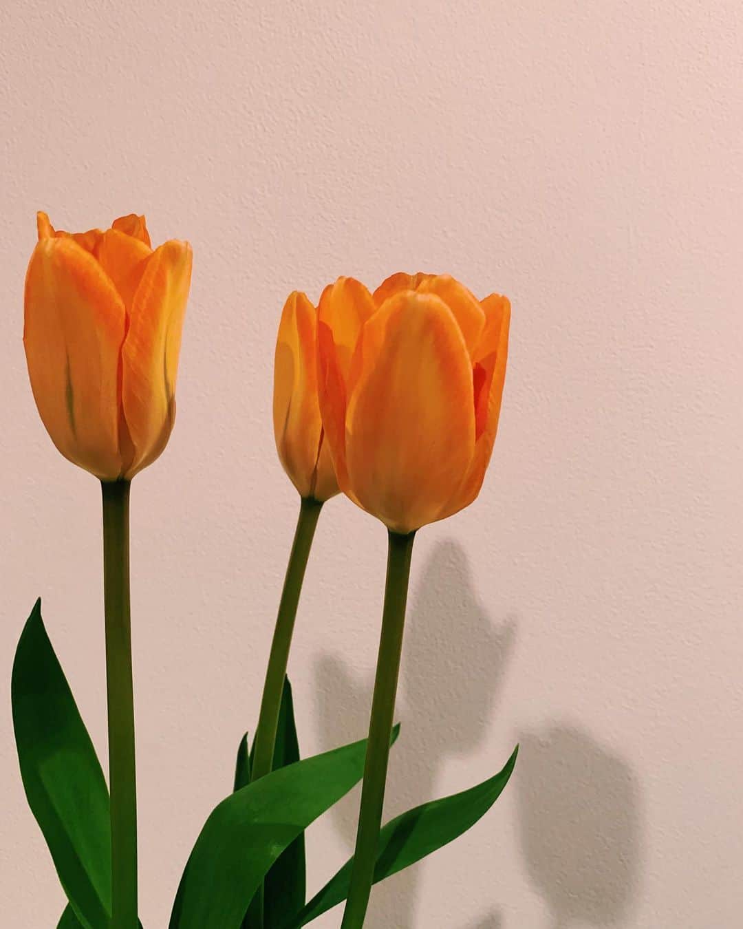 マイコ さんのインスタグラム写真 - (マイコ Instagram)「* 風が強くて いよいよ空飛ぶかと思った昨日。 家ではチューリップが 穏やかに今日も 咲くことを忘れず。 ・ ・ ・ ・ #flowers」3月17日 15時51分 - maicorori
