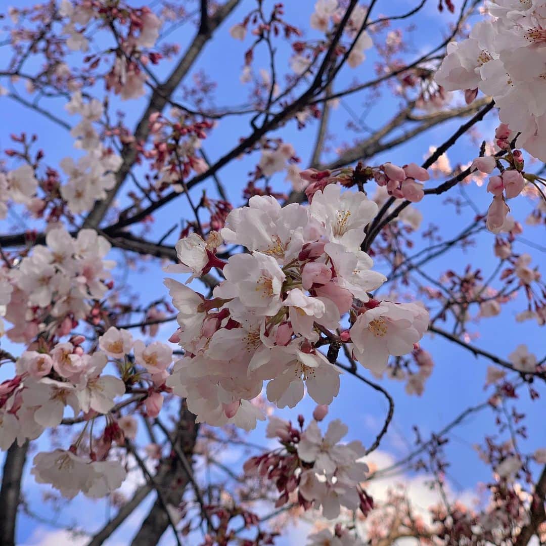 澁谷梓希さんのインスタグラム写真 - (澁谷梓希Instagram)「#cherryblossom」3月17日 16時02分 - azk_s811