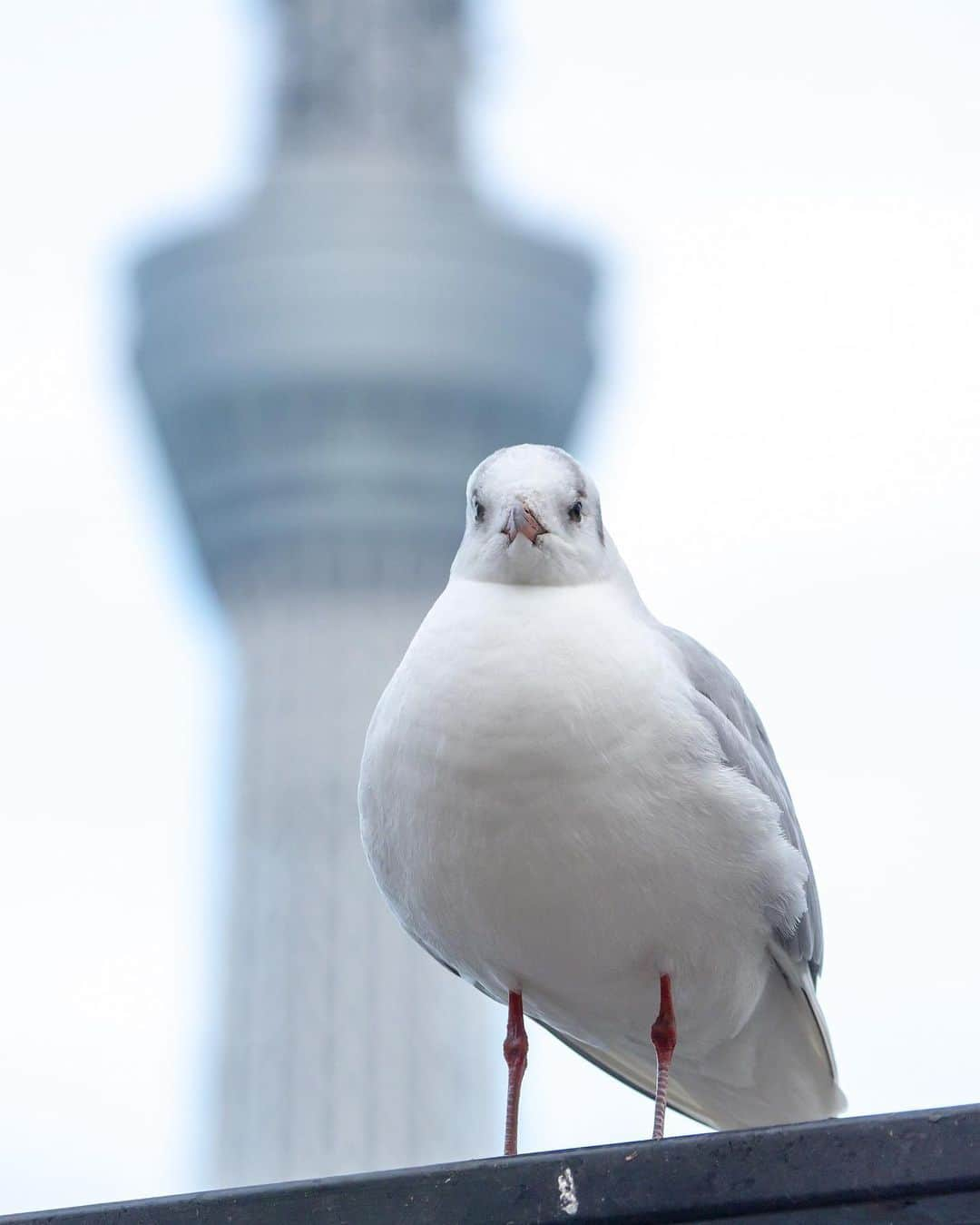 墨田区のインスタグラム