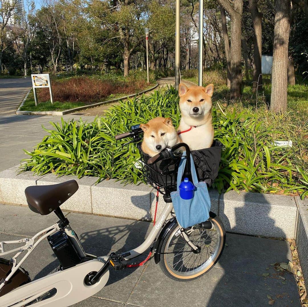 柴犬Mamesuke・Korosuke??大阪さんのインスタグラム写真 - (柴犬Mamesuke・Korosuke??大阪Instagram)「🐱🐻 🐾----*----*----*----*🐾 天気がいいから靱公園に来たよ😚 自転車快適だワン😜 🐾----*----*----*----*🐾 #MameKoro #豆コロ #豆柴 #柴犬 #赤柴 #豆介 #コロ介 #shibagram #shibastagram #shibainu #shiba #shibadog #🐕📷 #いぬのきもち」3月17日 16時12分 - mame_suke_i