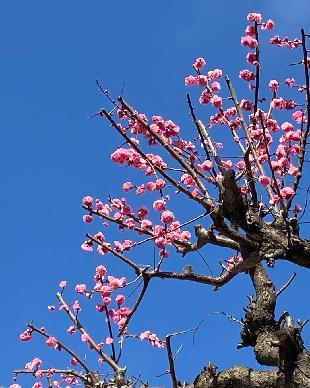 花野じゅりあさんのインスタグラム写真 - (花野じゅりあInstagram)「. 🌸🌸🌸 . . . . . #青い空 #梅かな桜かな #深呼吸」3月17日 16時26分 - julia.hanano