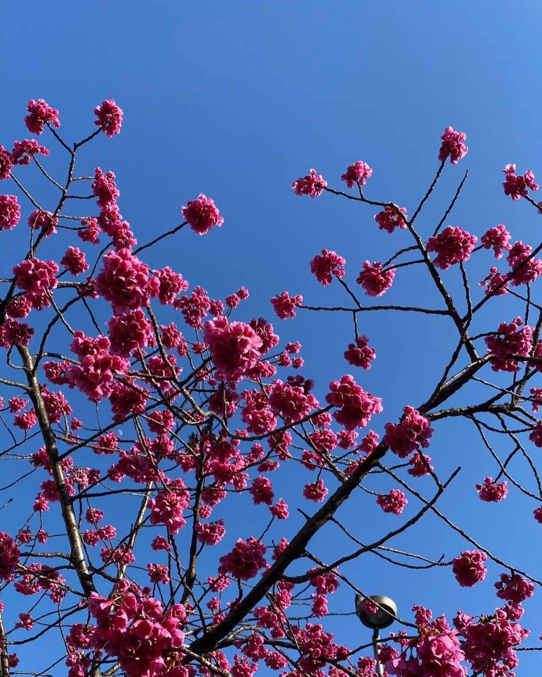 花野じゅりあさんのインスタグラム写真 - (花野じゅりあInstagram)「. 🌸🌸🌸 . . . . . #青い空 #梅かな桜かな #深呼吸」3月17日 16時26分 - julia.hanano