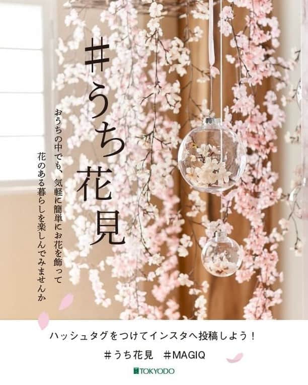 東京堂アーティフィシャルフラワーMAGIQのインスタグラム：「・ 【アーティフィシャルで季節を迎える】 🌸🌸自宅で桜を飾って楽しむ！🌸 〜 【　#うち花見　】〜のススメ ・ 関東は、#桜　の開花宣言が早くも 発表されましたが、 中々　外出できない…こんなときこそ！ おうちの中でも、気軽にお花を飾って 「 #花のある暮らし 」 を楽しんでみませんか？  これからが一番美しい桜を お部屋で楽しむ、#インドア花見　🌸 しませんか？ ・ #TOKYODO#MAGIQ#MAGIQのある暮らし#東京堂#アーティフィシャルフラワー#アーティフィシャル#アートフラワー#造花#花のある暮らし#花のある生活 #フラワーデザイン#フラワーアレンジメント#フラワーアレンジ#アレンジメント#花を飾る #インテリア#インテリアフラワー#artificial#artificialflower #flowerofinstagram #flowersoninstagram#springflowers #cherryblossms」