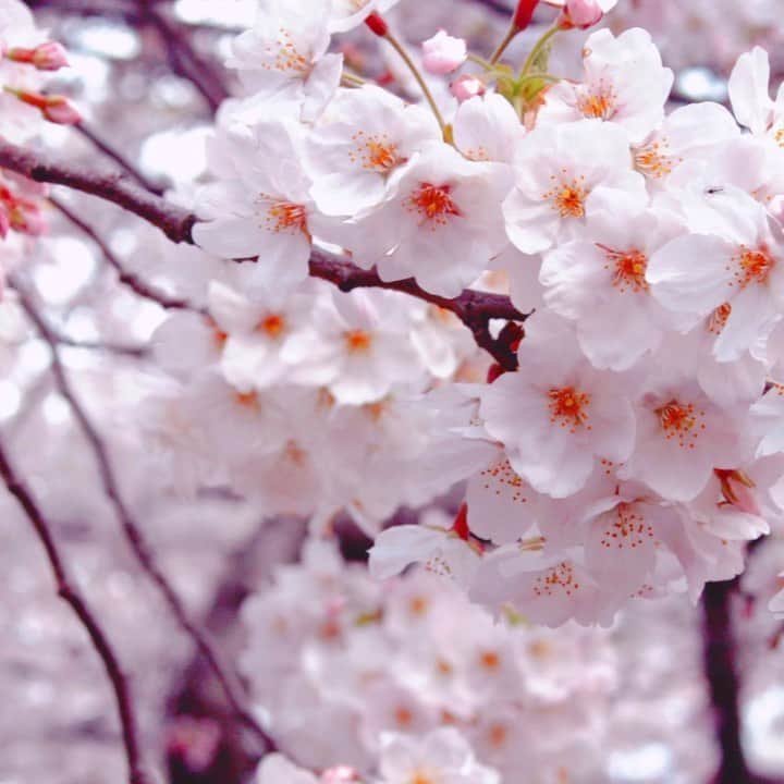 のインスタグラム：「🌸桜 〜君がいた場所〜 feat. K.J 🌸﻿ ﻿  やわらかな風に髪が揺れて﻿ 心のアルバムそっとめくれた﻿ 手をつないで　歩いたあの帰り道﻿ 君の横顔　今も色褪せない﻿ ﻿ 明日を描いてそれぞれの道﻿ 選んだあの日　君は言ってくれたよね﻿ ﻿ 「僕がそばにいるよ君を笑わせるから﻿ 桜舞う季節かぞえ君と歩いていこう」﻿ ﻿ あれから幾つの春を越えて﻿ 私も少しは大人になった﻿ 不安な時　振り返ればいつでも﻿ あの場所に　君がいてくれたから﻿ ﻿ 初めてのキス　かき消すチャイム﻿ 懐かしい声　今もずっと響いてる﻿ ﻿ 「僕がそばにいるよ君を笑わせるから﻿ 桜舞う季節かぞえ君と歩いていこう」﻿ ﻿ 薄紅の花びらが舞う空の下﻿ 今君もあの日々を想い出しているのかな﻿ ﻿ ﻿ - - - - - - - - - - - - - - - - -﻿ ﻿ 河口恭吾さんの「桜」をリメイクさせて頂いた曲で、「桜」のその後を描いた内容になっています。﻿ ﻿ 桜の開花宣言を受けてアップしてみました﻿😊 ﻿ 歌詞は一部を抜粋した形になりますので﻿、もし興味がある方はどこか歌詞掲載サイトでで見てみてくださいね(^^)﻿ ﻿ 今まで春ソングを色々カバーさせて頂いてきたので、ちょこちょこアップしま〜す﻿🌸 ﻿ ﻿ #写真はいつか撮った桜です﻿📷 #2011年リリース﻿ #アルバム「Tears」収録﻿ #springsong #桜ソング #Tiara10thAnniversary」