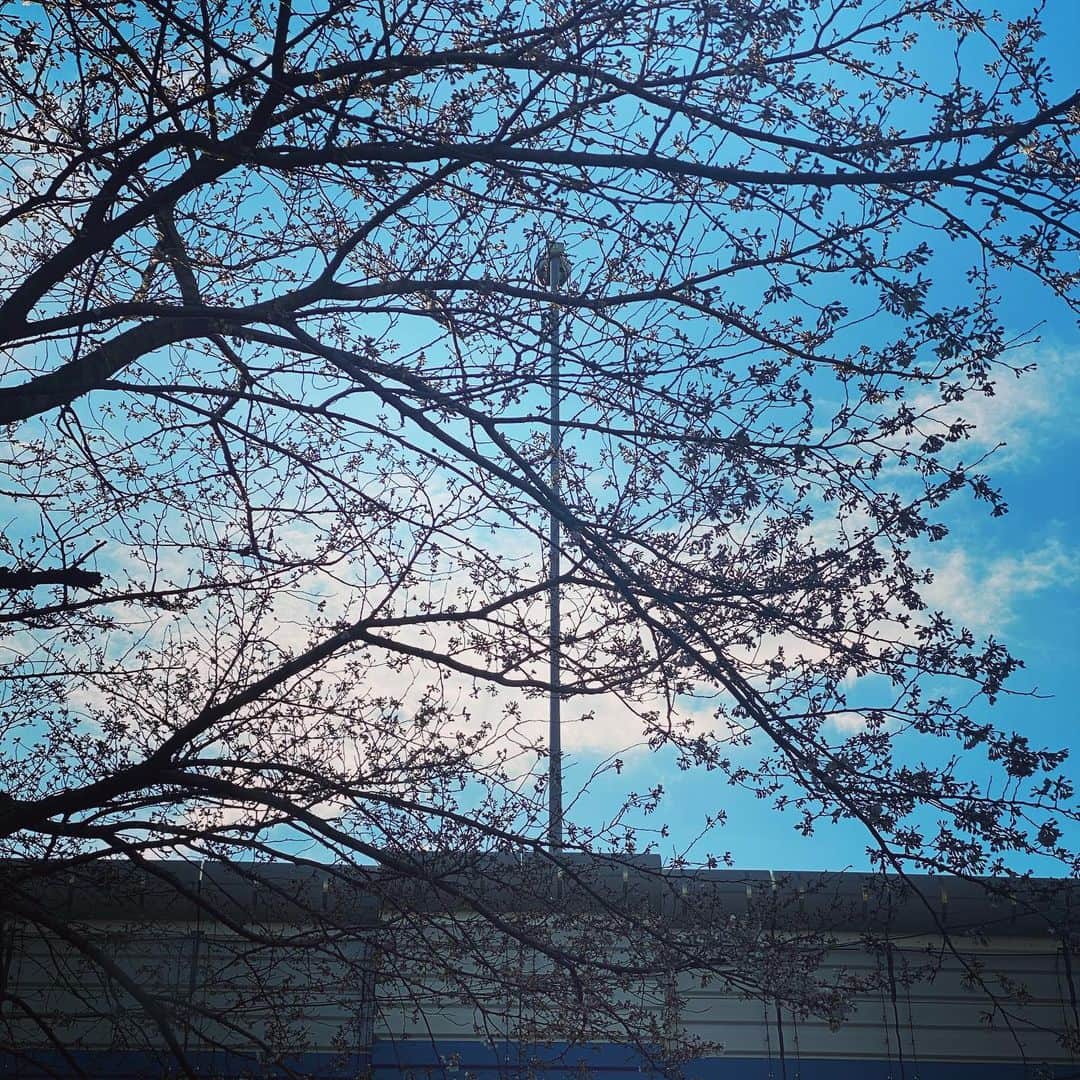 Saschaさんのインスタグラム写真 - (SaschaInstagram)「我が家の近くの桜も満開まであと一歩！昨日1日でだいぶ咲いてきました！ #桜 #cherryblossom #sascha #サッシャ #東京 #tokyo #japan」3月17日 9時47分 - sascha348