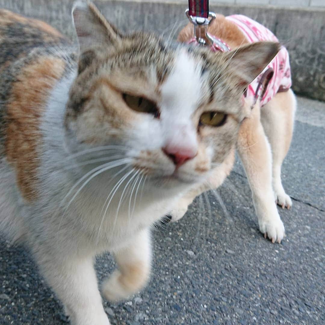 柴子さんのインスタグラム写真 - (柴子Instagram)「おはようござい、、、ゴフッ。 柴子(仮名)さん、猫さんに頭突き食らってた(笑) そして猫さんの「何撮ってんだ、ゴラァ！」感、半端ないッス(笑) #柴犬　#shibainu #shibastagram  #猫　#cat #catstagram」3月17日 10時28分 - senogawadogs