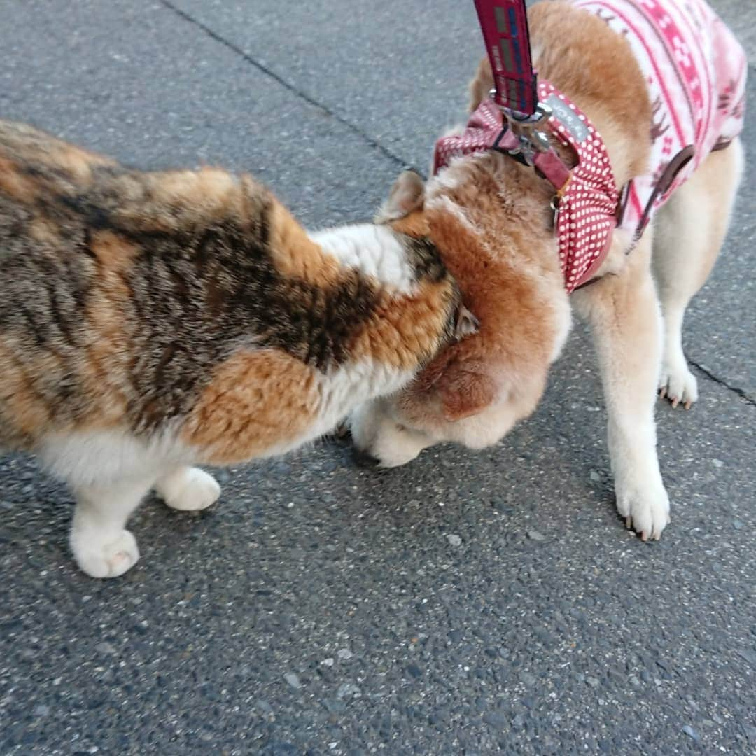 柴子さんのインスタグラム写真 - (柴子Instagram)「おはようござい、、、ゴフッ。 柴子(仮名)さん、猫さんに頭突き食らってた(笑) そして猫さんの「何撮ってんだ、ゴラァ！」感、半端ないッス(笑) #柴犬　#shibainu #shibastagram  #猫　#cat #catstagram」3月17日 10時28分 - senogawadogs