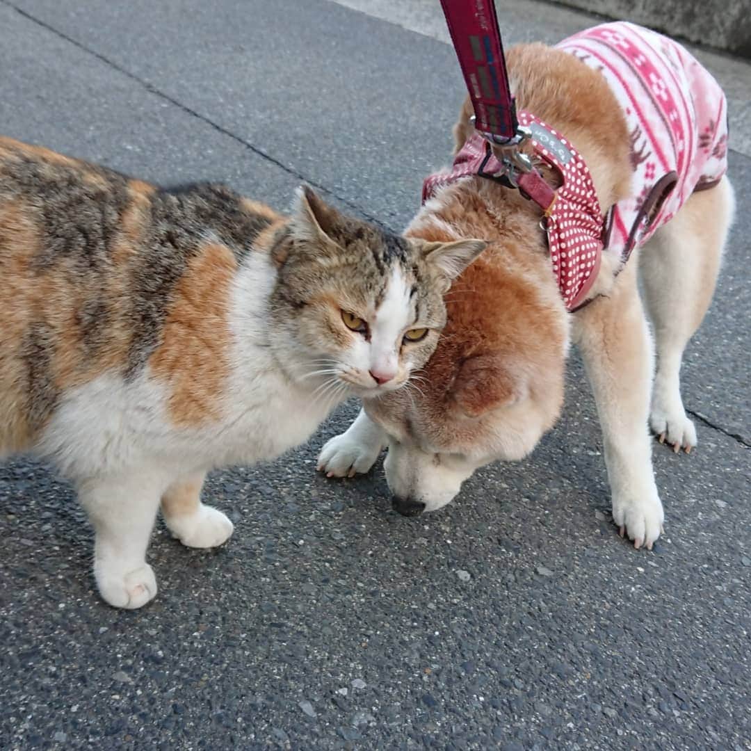 柴子さんのインスタグラム写真 - (柴子Instagram)「おはようござい、、、ゴフッ。 柴子(仮名)さん、猫さんに頭突き食らってた(笑) そして猫さんの「何撮ってんだ、ゴラァ！」感、半端ないッス(笑) #柴犬　#shibainu #shibastagram  #猫　#cat #catstagram」3月17日 10時28分 - senogawadogs