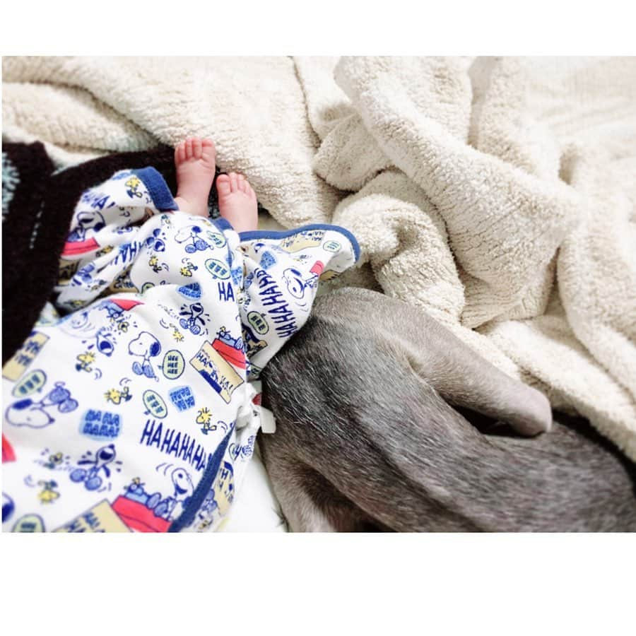 簑島宏美さんのインスタグラム写真 - (簑島宏美Instagram)「* ******** Howl,Happy 8th birthday 🎂  8years have passed since I swear to save this little life for my life. * ハウル、お誕生日おめでとう❤ スリングの中で震えていた小さな彼を抱いたとき、この子の一生を幸せで溢れるものにしようと心に誓いました。 ハウルに出会えて、本当に幸せな日々を過ごさせてもらっています。幸せにしてもらっているのは私の方です😂💓 ハウル、これからもずーっと一緒にいてね😍 * ******** #イタグレ#イタリアングレーハウンド#italiangreyhound#dogstagram#イタグレとの暮らし#iggysofinstagram#iggygram #iggylove#iggylife#犬のいる暮らし#イタグレ服#iggysoftheworld #iggysofinstagram #dogsofig #dogsofinstagram #犬好きな人と繋がりたい#おんせん県おおいた#新生児#新生児ママ#新米ママ」3月17日 10時54分 - hiromiminoshima