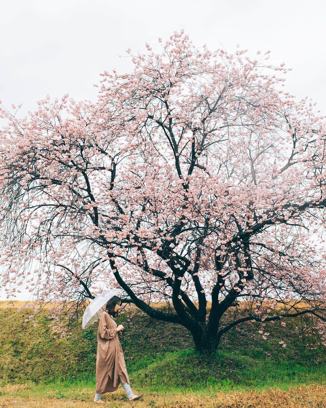 奥村真友里さんのインスタグラム写真 - (奥村真友里Instagram)「はやく暖かくなってほしいね☺️ photo by @tesssssssy  #桜#さくら#🌸#☂️」3月17日 11時10分 - mayuri_okumura