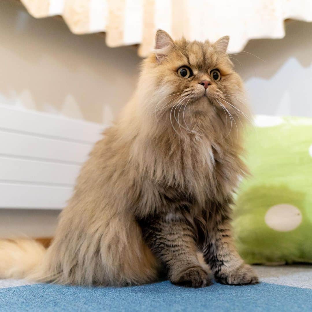 マアルのインスタグラム：「おこめさん #🐈 #北海道 #旭川市 #ペットホテル #ペルシャ」