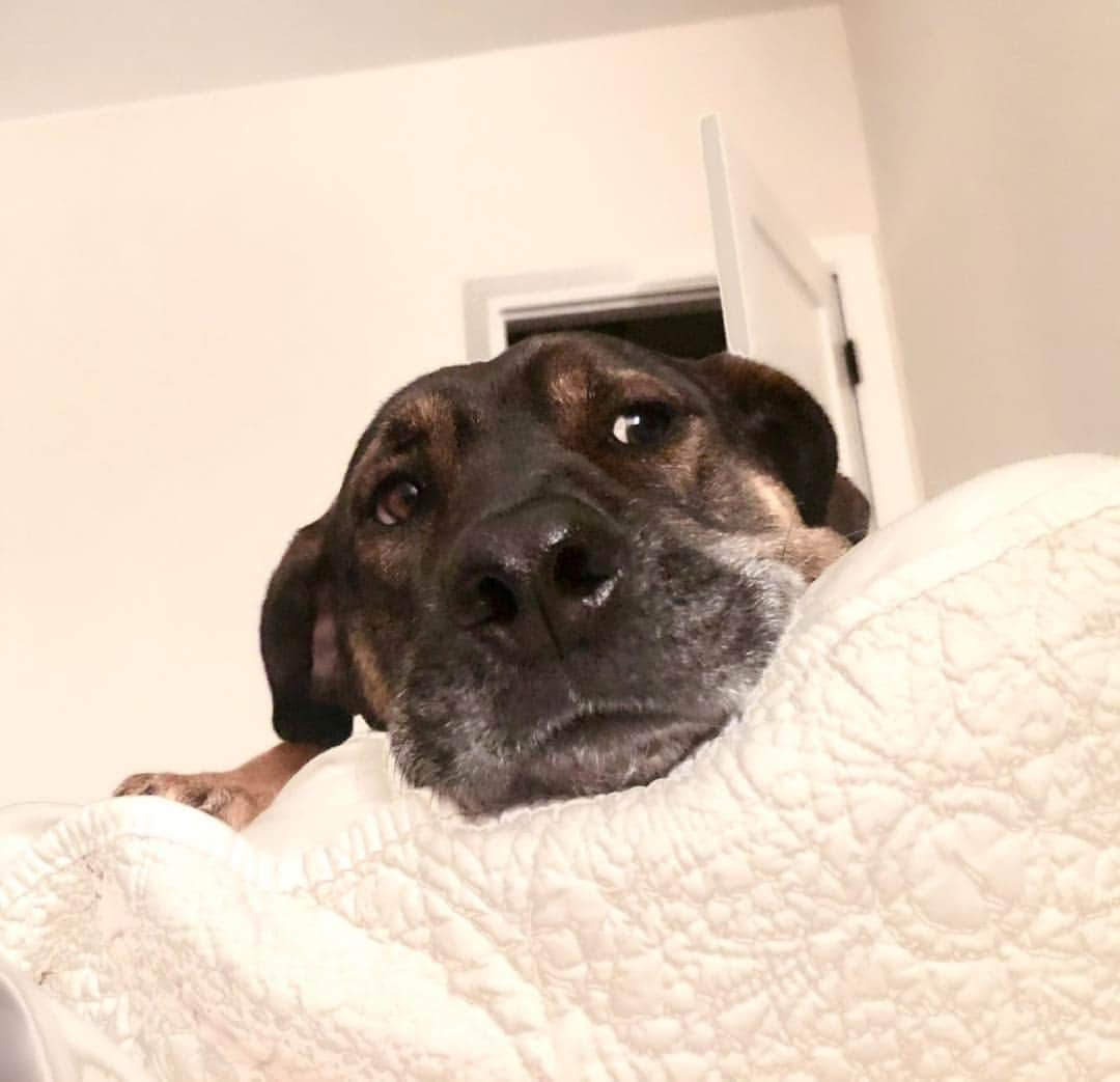 レベッカ・ウィソッキーさんのインスタグラム写真 - (レベッカ・ウィソッキーInstagram)「Carlo likes very much that the humans are ever present. The rain? Not so much. #PuppyConundrums」3月17日 11時24分 - rebeccawisocky