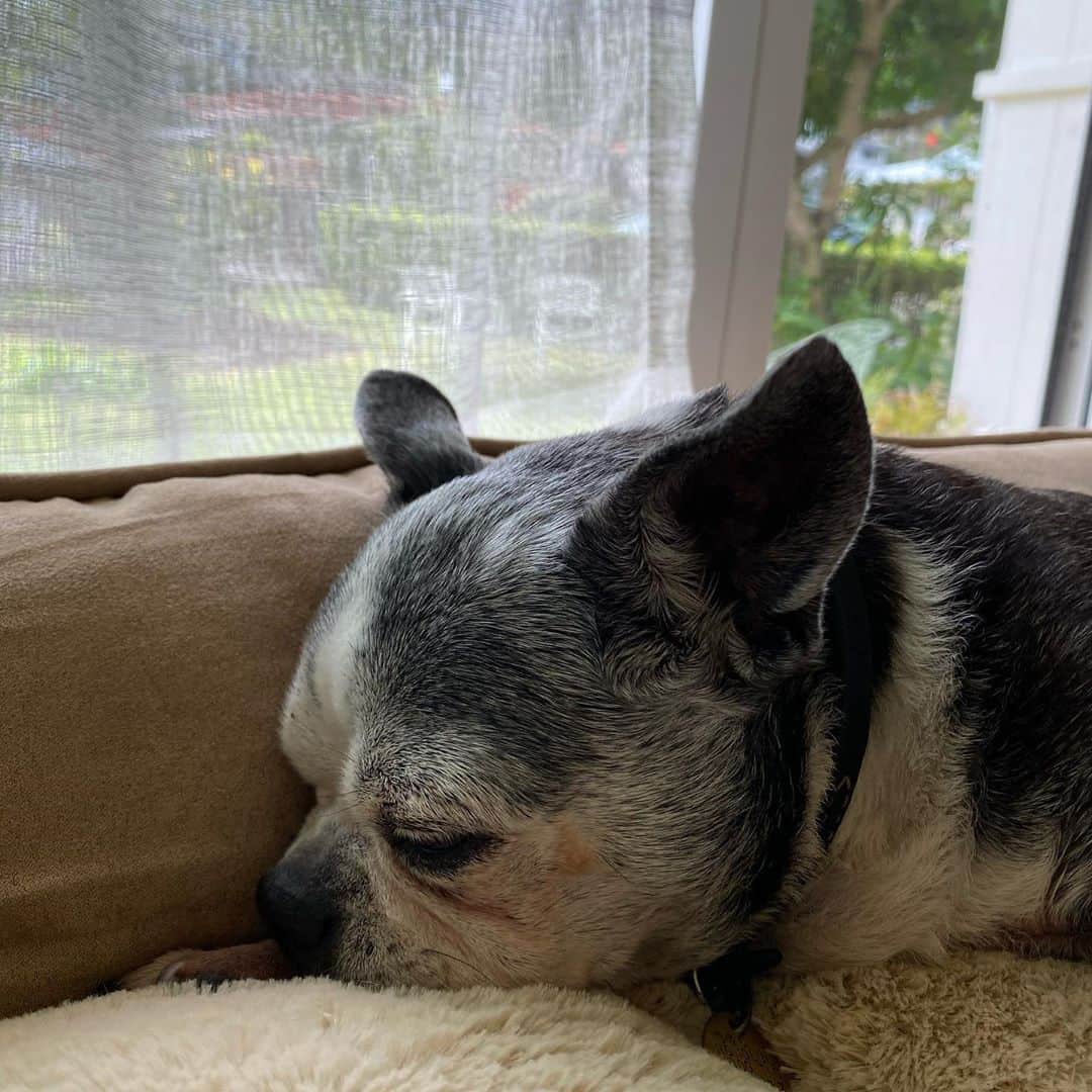のインスタグラム：「かかってません。元気です。🥰　#belle#hawaii#dogsofinstagram」