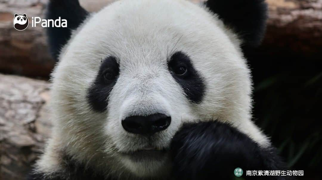 iPandaさんのインスタグラム写真 - (iPandaInstagram)「A pair of siblings, but also a pair of best friends! (Fu Feng & Fu Ban) 🐼 🐾 🐼 #panda #ipanda #animal #pet #adorable #China #travel #pandababy #cute #photooftheday #Sichuan #cutepanda #animalphotography #cuteness #cutenessoverload」3月17日 17時30分 - ipandachannel