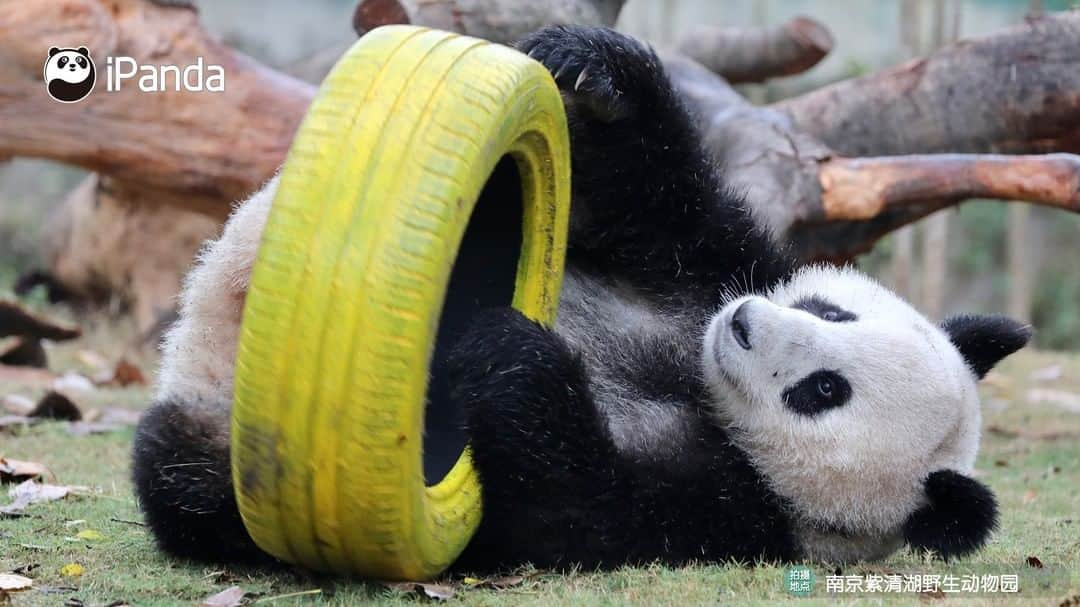 iPandaさんのインスタグラム写真 - (iPandaInstagram)「A pair of siblings, but also a pair of best friends! (Fu Feng & Fu Ban) 🐼 🐾 🐼 #panda #ipanda #animal #pet #adorable #China #travel #pandababy #cute #photooftheday #Sichuan #cutepanda #animalphotography #cuteness #cutenessoverload」3月17日 17時30分 - ipandachannel